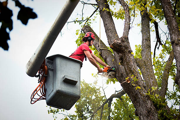 Mulching Services in Rome, IL